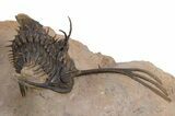 Trident Walliserops Trilobite - Exceptional Preparation #300605-1